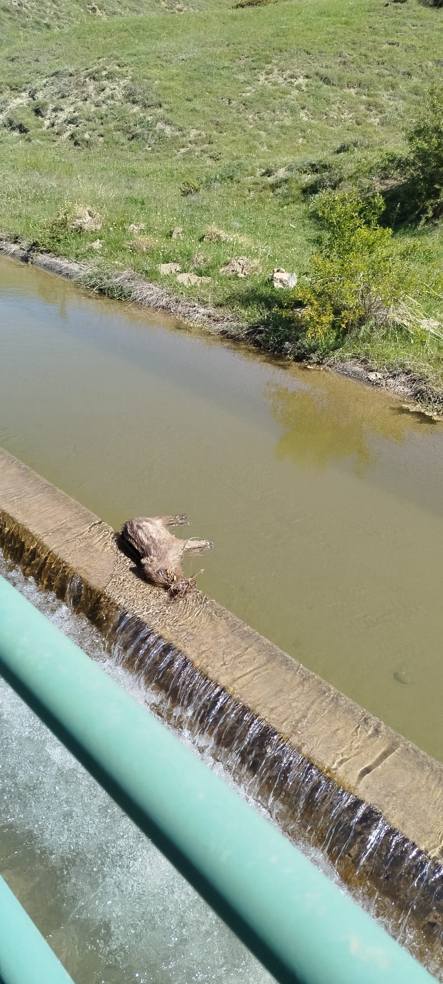 Taşköprü'nün Köyünde Domuz Su Kanalına Düştü! 1