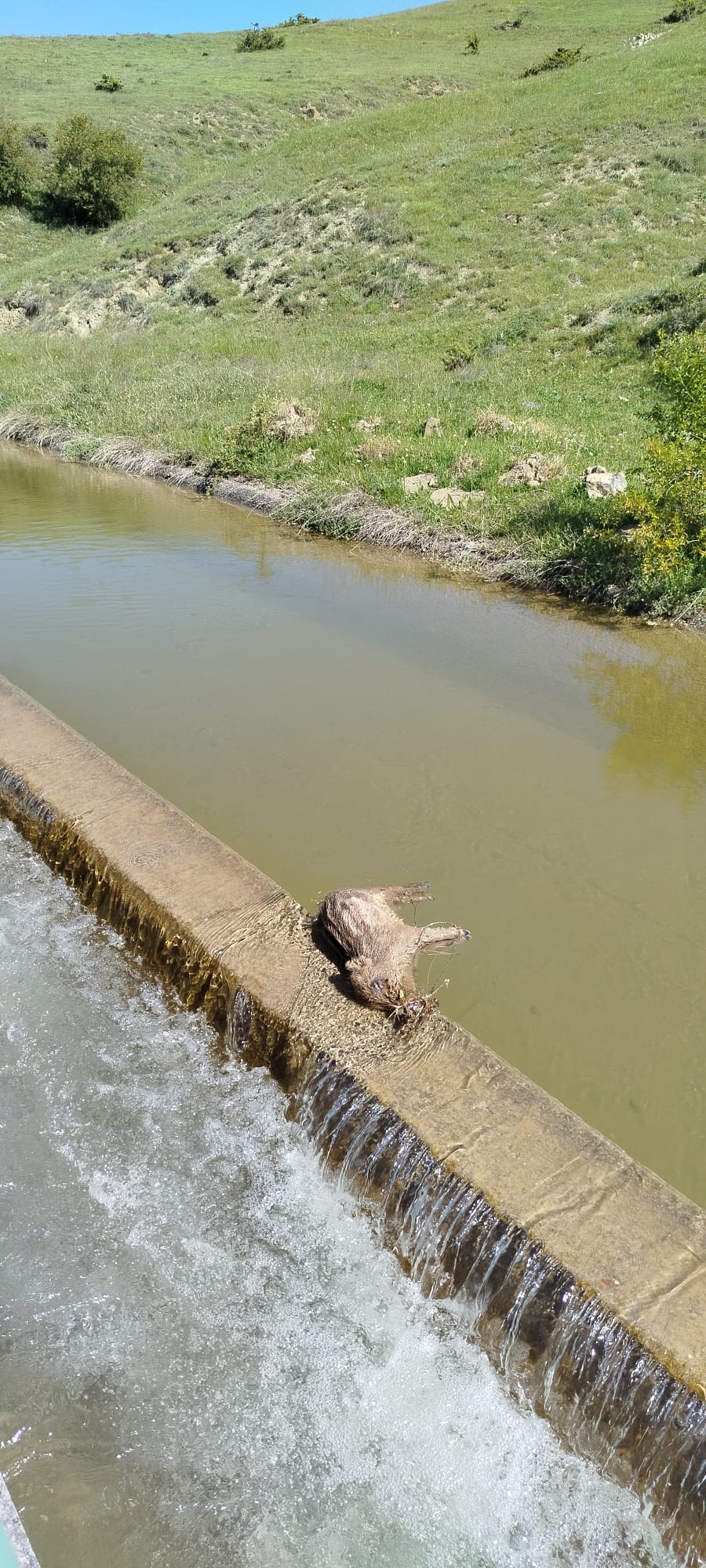 Taşköprü'nün Köyünde Domuz Su Kanalına Düştü!