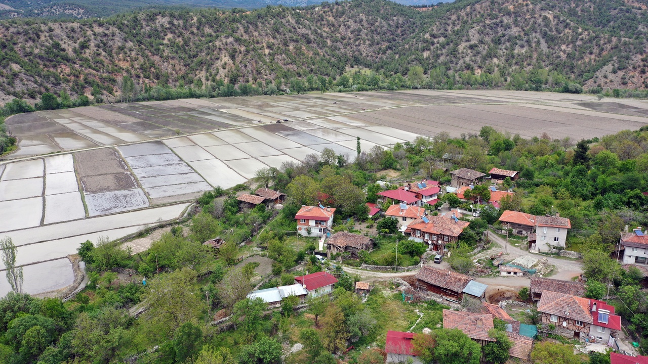 Tosya Çeltik Ekimi (14)