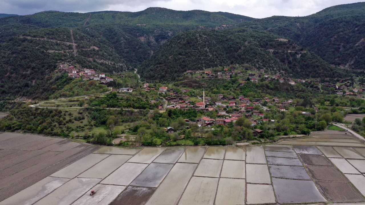Tosya Çeltik Ekimi (15)