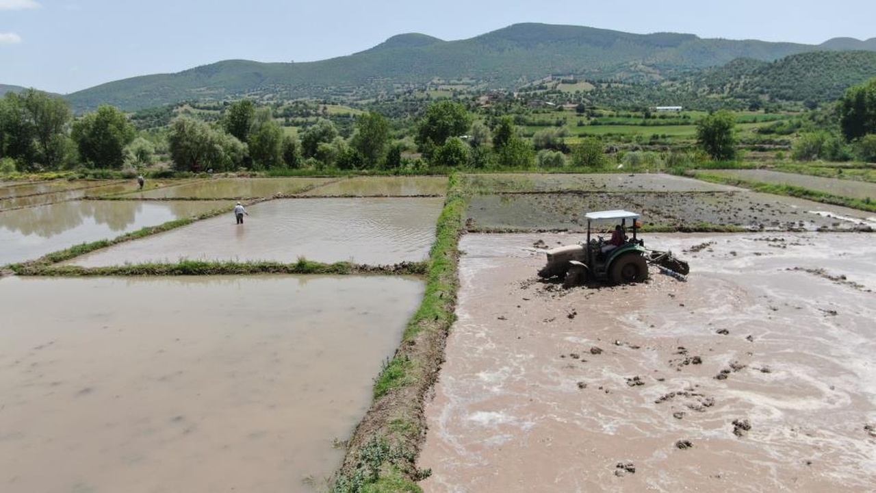 Tosya Çeltik Pirinç (3)