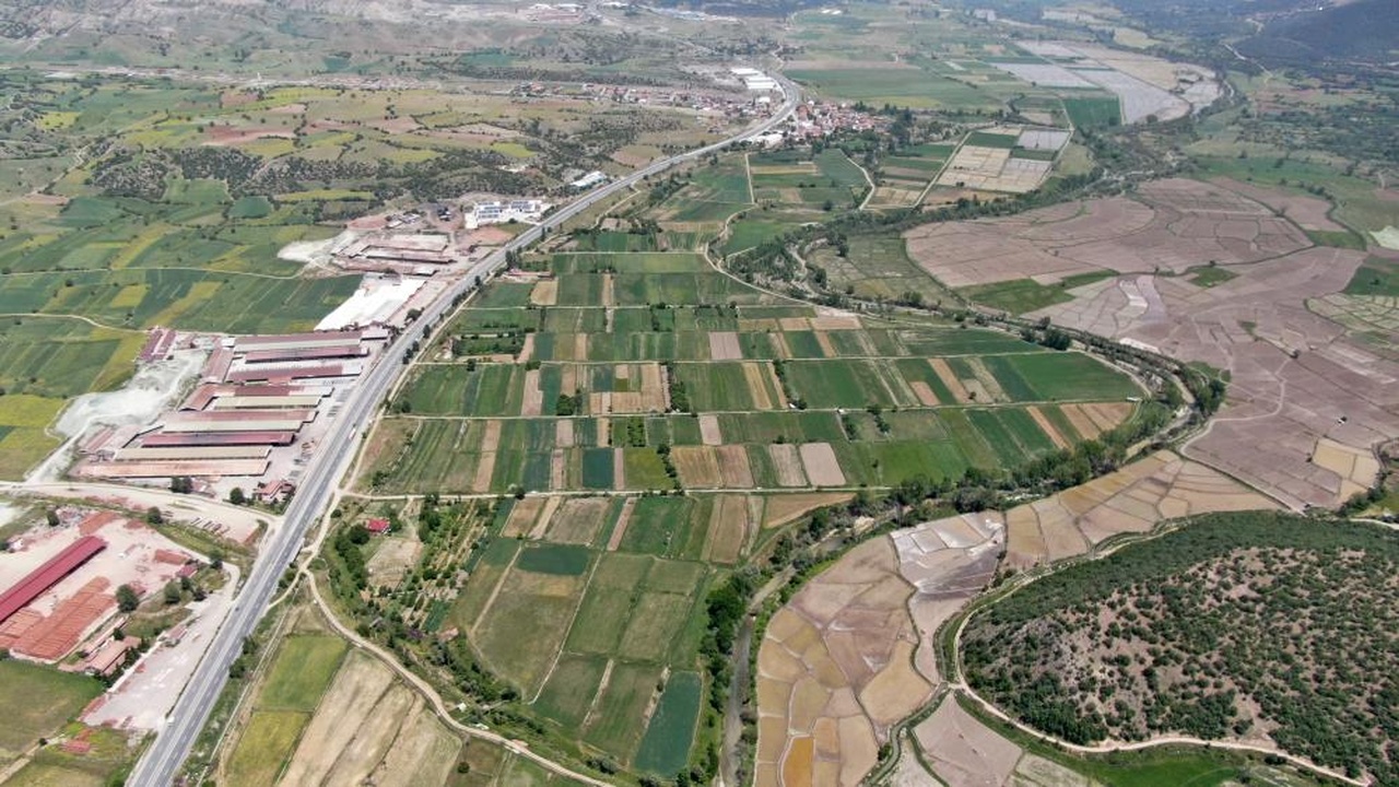 Tosya Çeltik Pirinç (5)