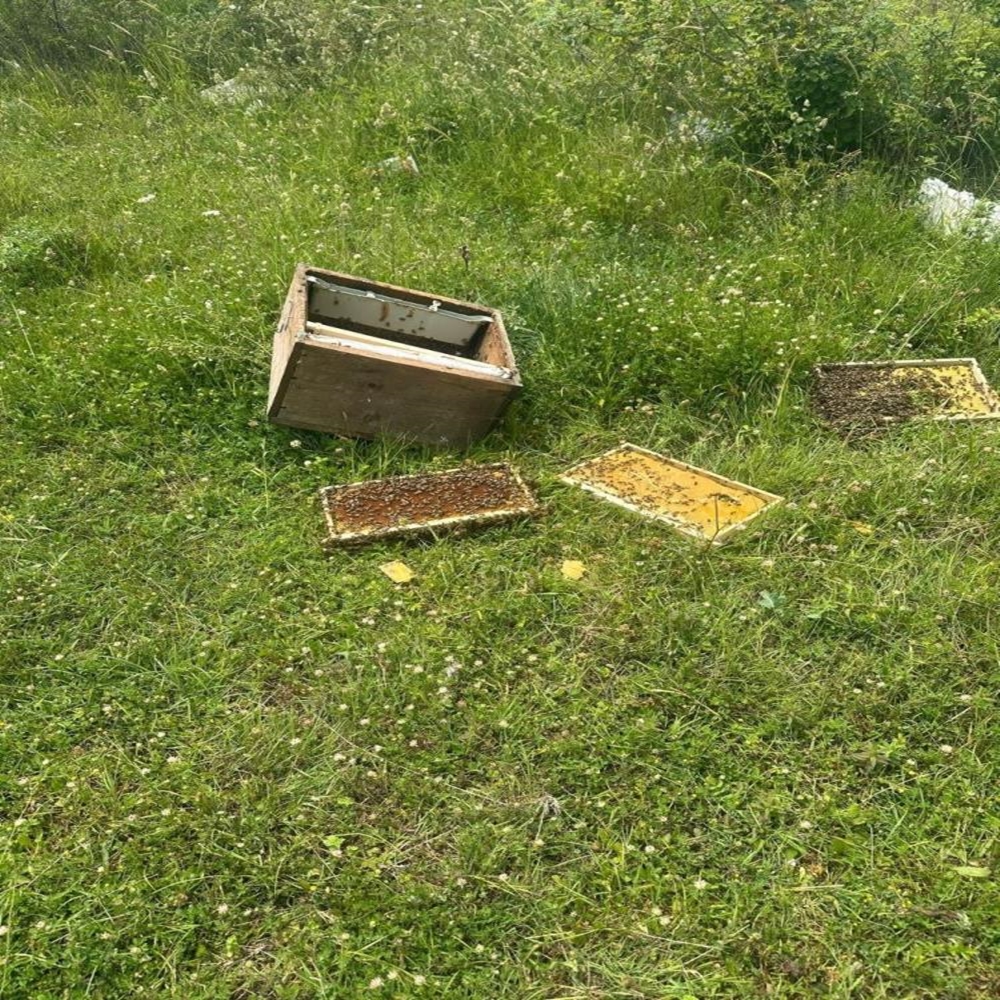 Ayı Parçaladı (2)
