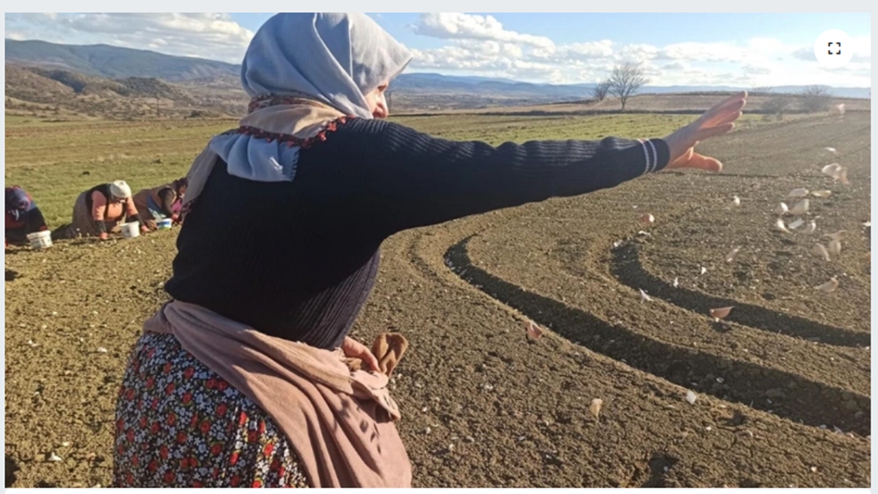 Kadın Çiftçiler Sarımsak (3)