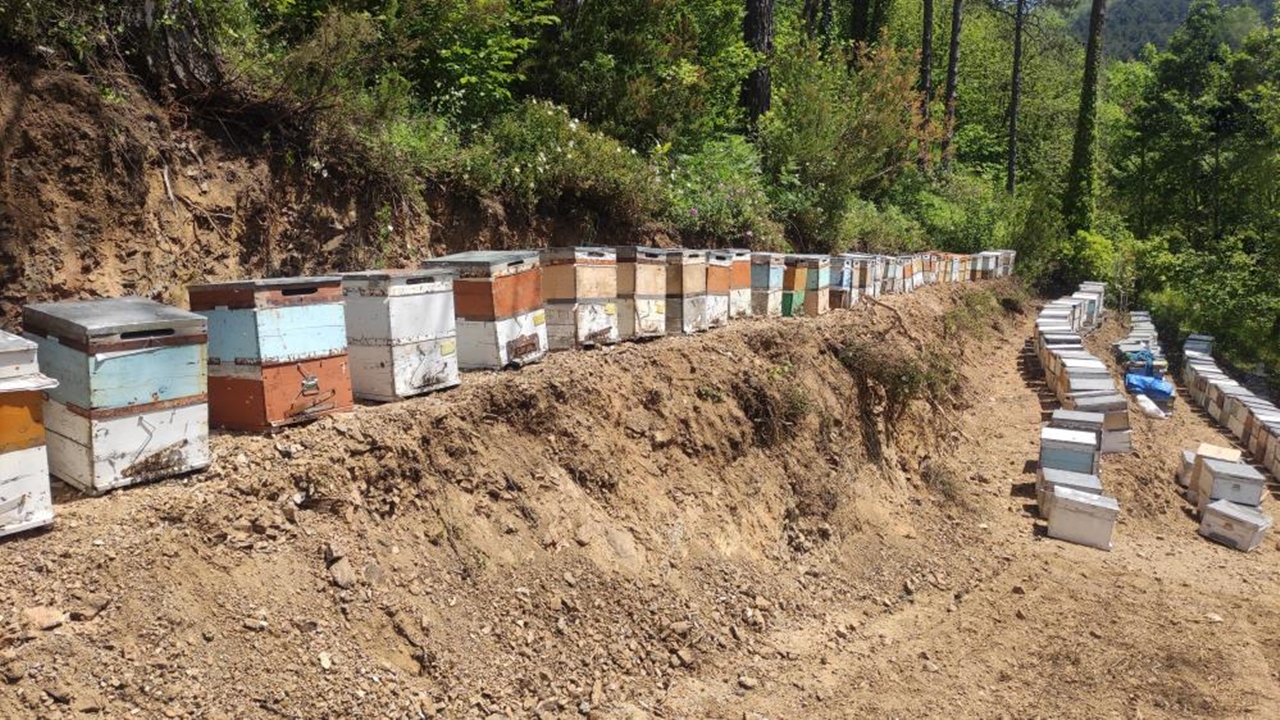 Kastamonu Arı Zehirlenmesi (1)-1