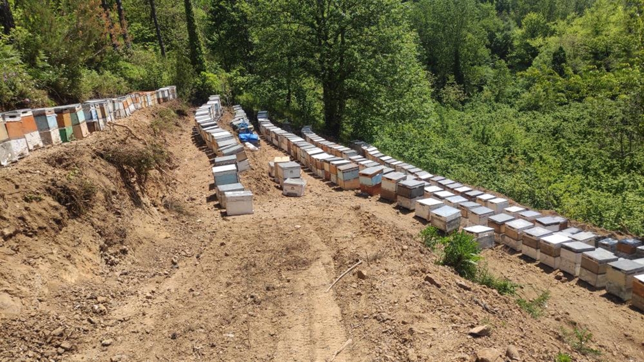 Kastamonu Arı Zehirlenmesi (7)