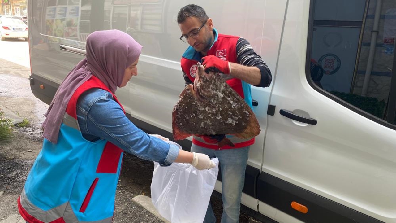 Kastamonu Çatalzeytin Kalkan Balığı (2)