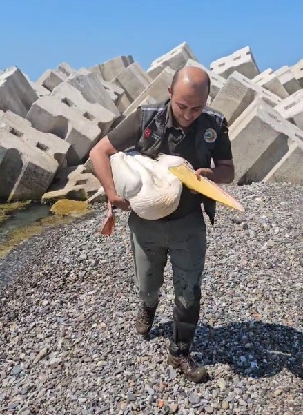 Kastamonu Sahilinde Yaralı Halde Bulundu Tedavi Altına Alındı 1