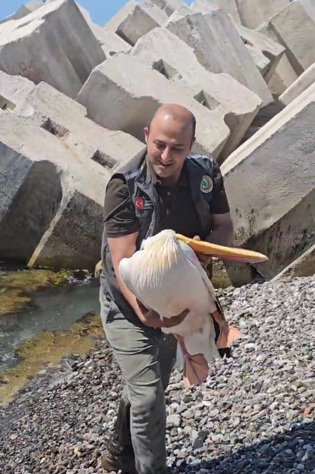Kastamonu Sahilinde Yaralı Halde Bulundu Tedavi Altına Alındı 2
