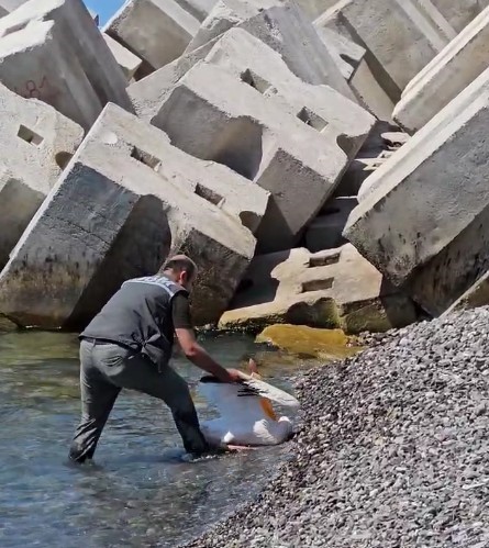 Kastamonu Sahilinde Yaralı Halde Bulundu Tedavi Altına Alındı 3