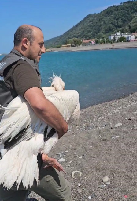 Kastamonu Sahilinde Yaralı Halde Bulundu Tedavi Altına Alındı
