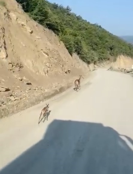 Kastamonu'da Ayağı Kırık Ceylan Için Ekipler Harekete Geçti 1