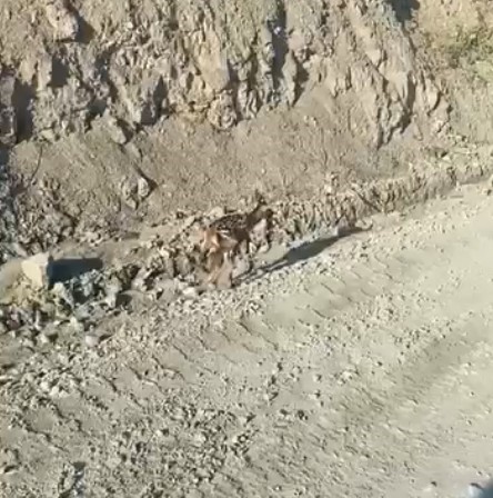 Kastamonu'da Ayağı Kırık Ceylan Için Ekipler Harekete Geçti