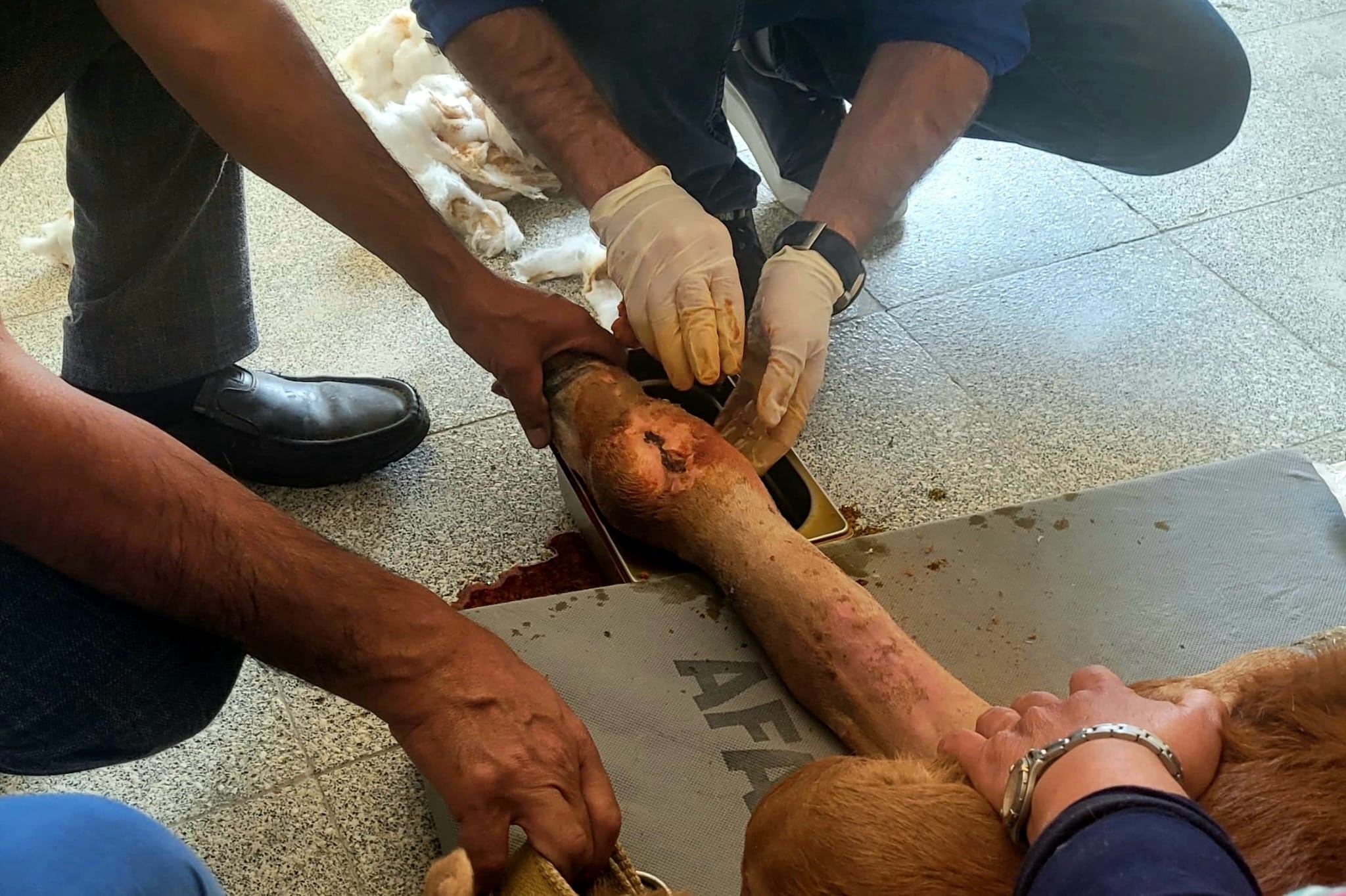 Kastamonu'da Doğum Sırasında Bacağı Kırıldı Buzağı Ameliyatla Hayata Tutundu! 2