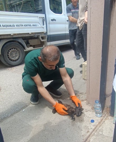Kastamonu'da Üniversiteli Öğrenciler, Kaza Geçiren Yavru Kediyi Hayata Döndürdü 1