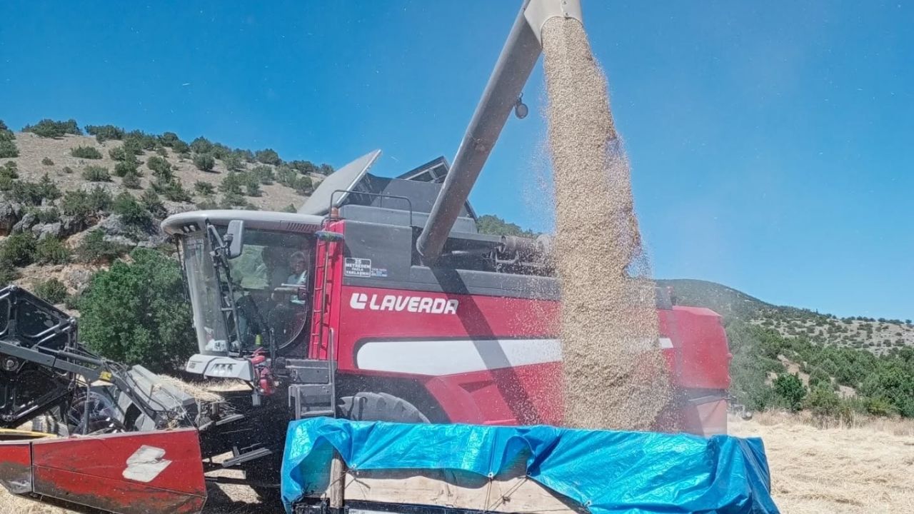 Kastamonu’nun Ilçesinde Hasat Başladı Biçerdöverler Mercek Altında! (3)