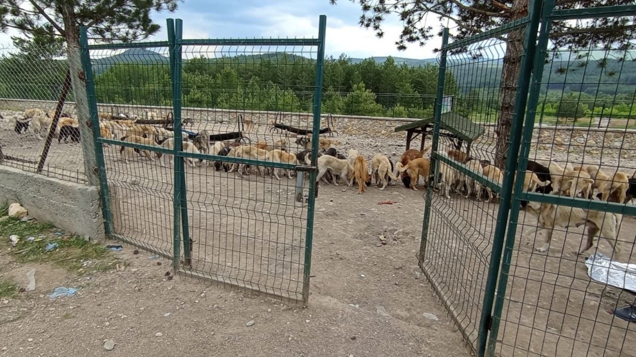 Kastamonu’nun İlçesinde Hayvan Barınağına Çirkin Saldırı (1)
