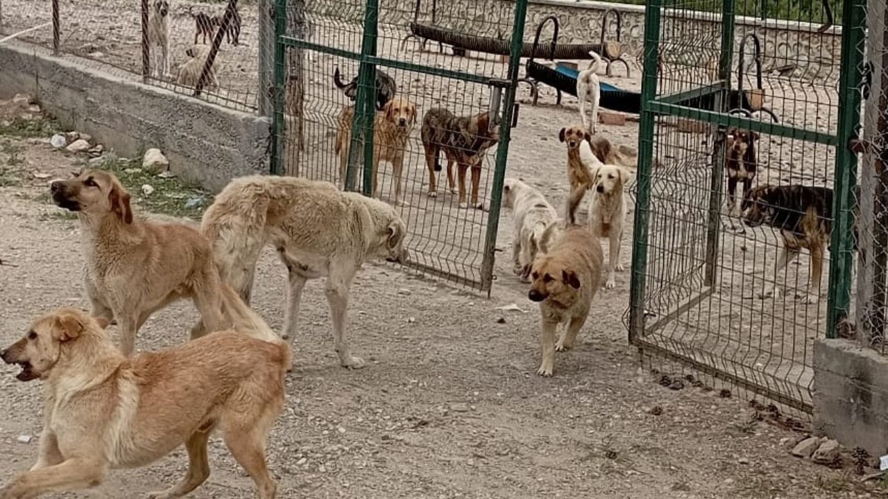 Kastamonu’nun İlçesinde Hayvan Barınağına Çirkin Saldırı (2)