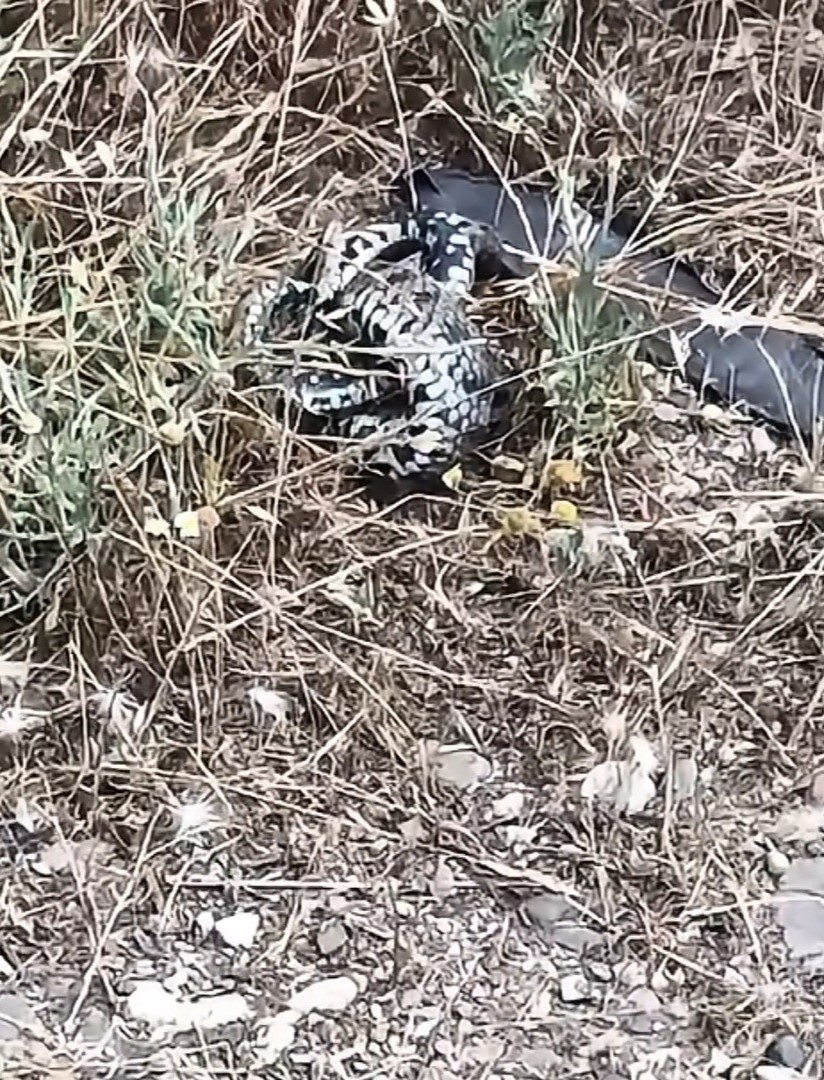 Kastamonu'nun Komşu Ilinde Zehirli Engerek Yılanı Paniği! İtfaiyeden Uyarı 1