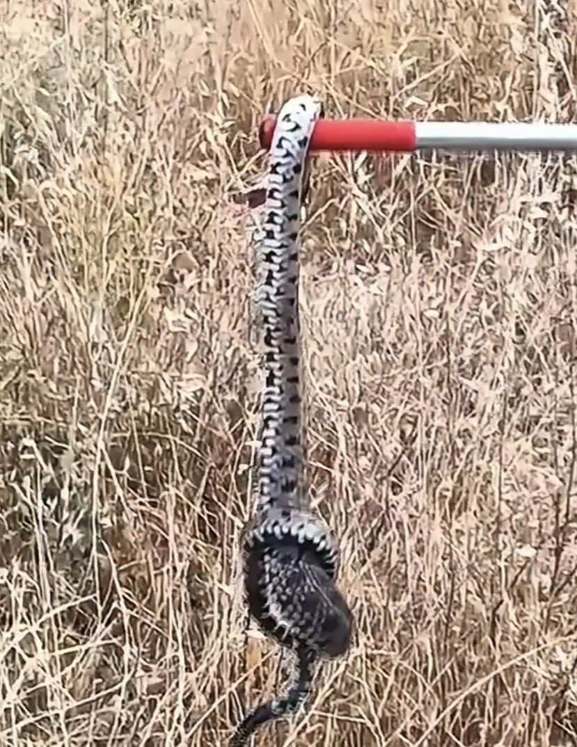 Kastamonu'nun Komşu Ilinde Zehirli Engerek Yılanı Paniği! İtfaiyeden Uyarı