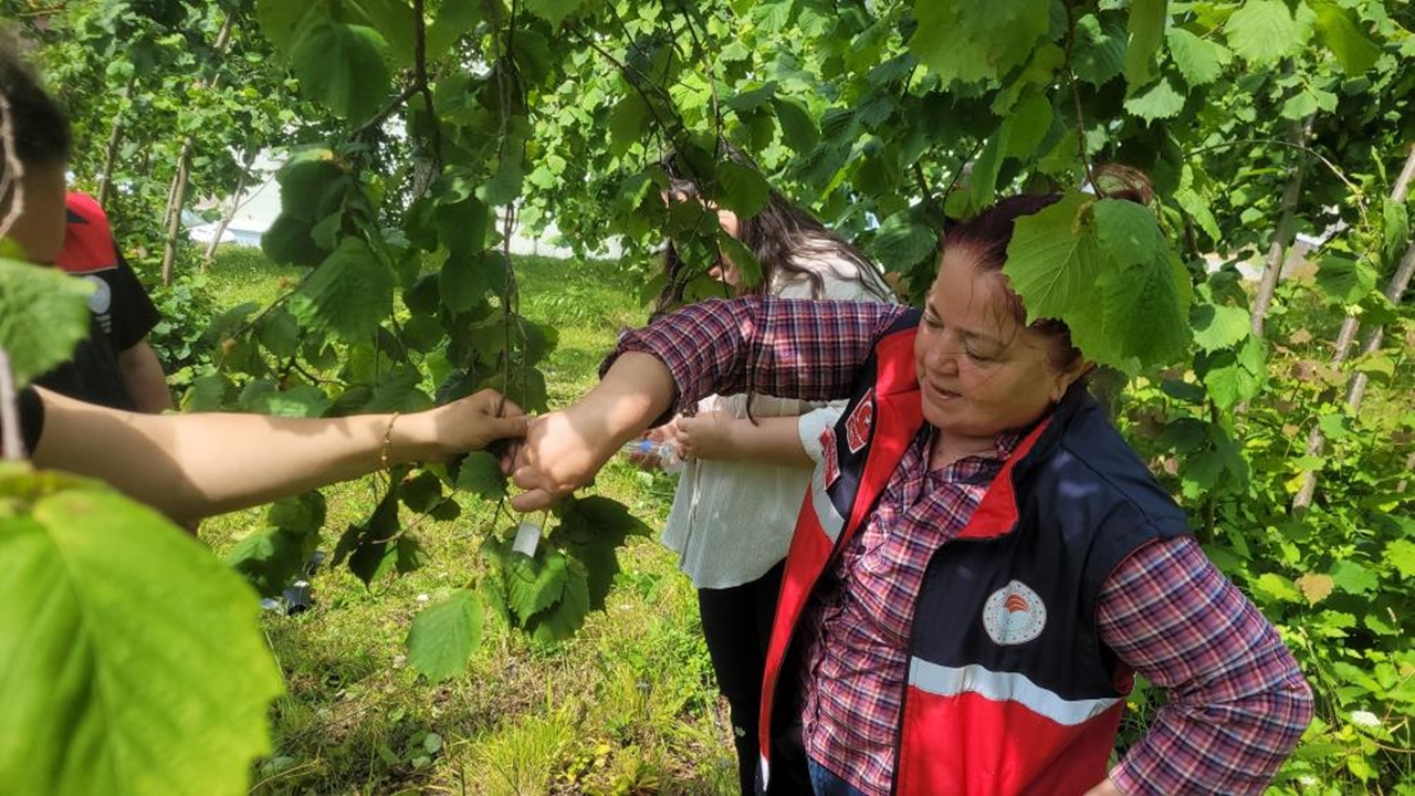 Samuray Arılar Inebolu Bırakıldı (3)