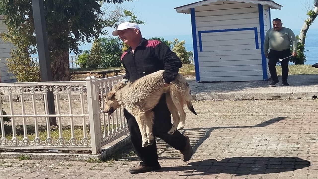 Sokak Köpekleri Uyuşturucu (1)