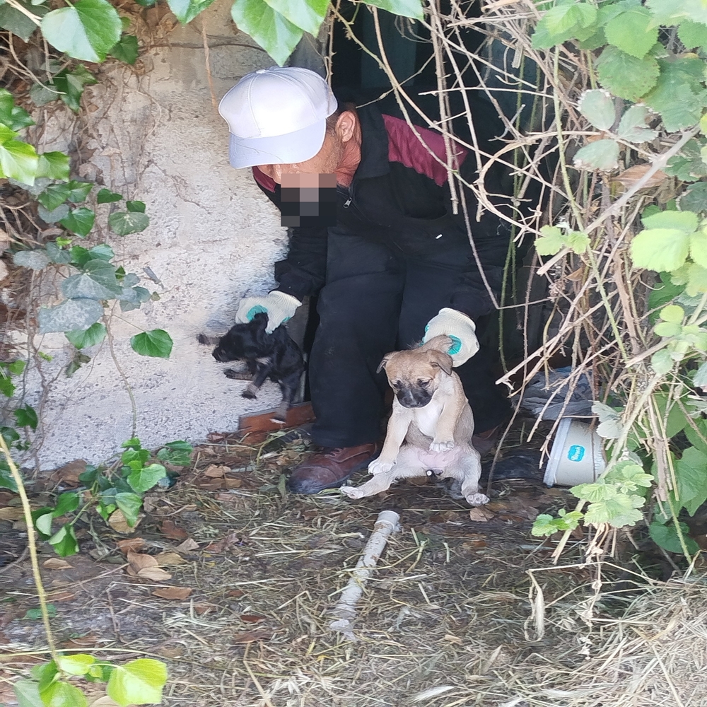 Sokak Köpekleri Uyuşturucu (2)