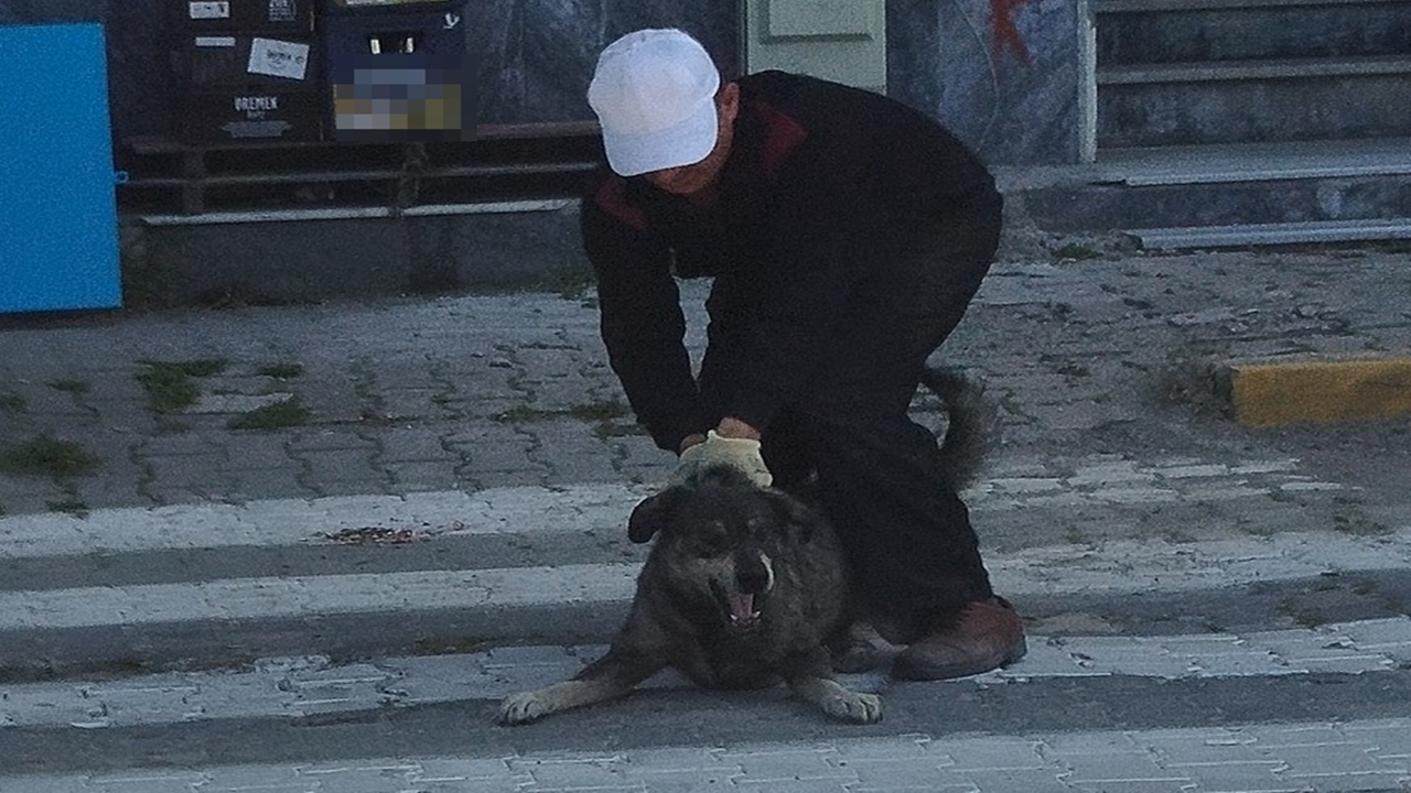 Sokak Köpekleri Uyuşturucu (3)