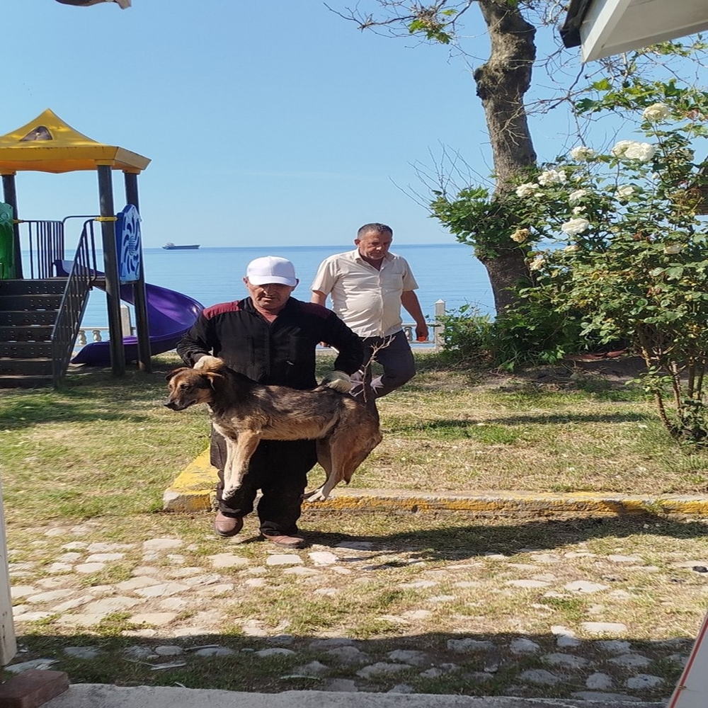 Sokak Köpekleri Uyuşturucu (4)
