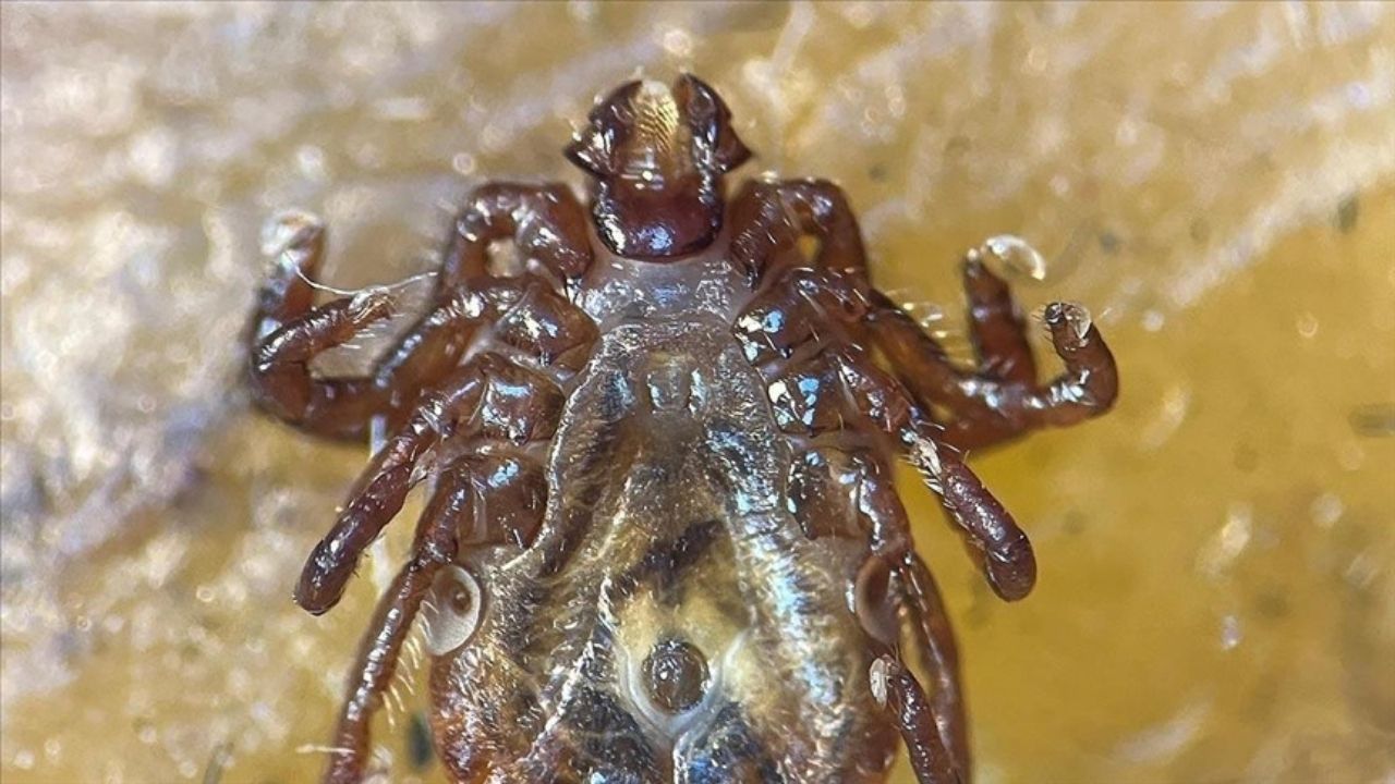 Türkiye Kene Tehdidiyle Karşı Karşıya Peki, Kastamonu’da Görüldü Mü (3)