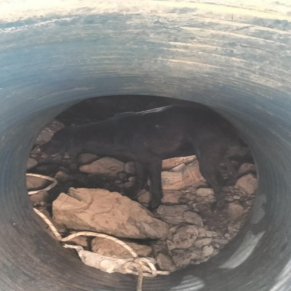 Devrekani Köpek Kurtarma Operasyonu (2)