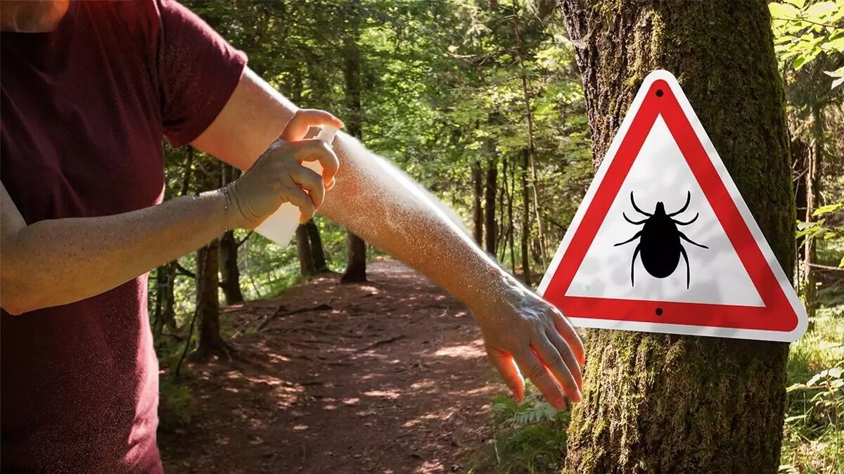 Doğada Güvende Kalmanın En Etkili Yolu Keneler Bu Kokuya Dayanamıyor!