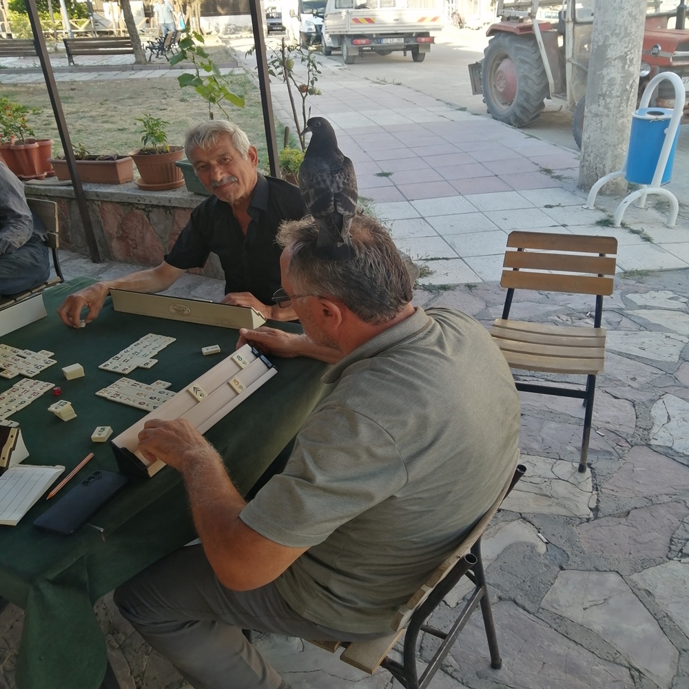 Hanönü Talih Kuşu (1)