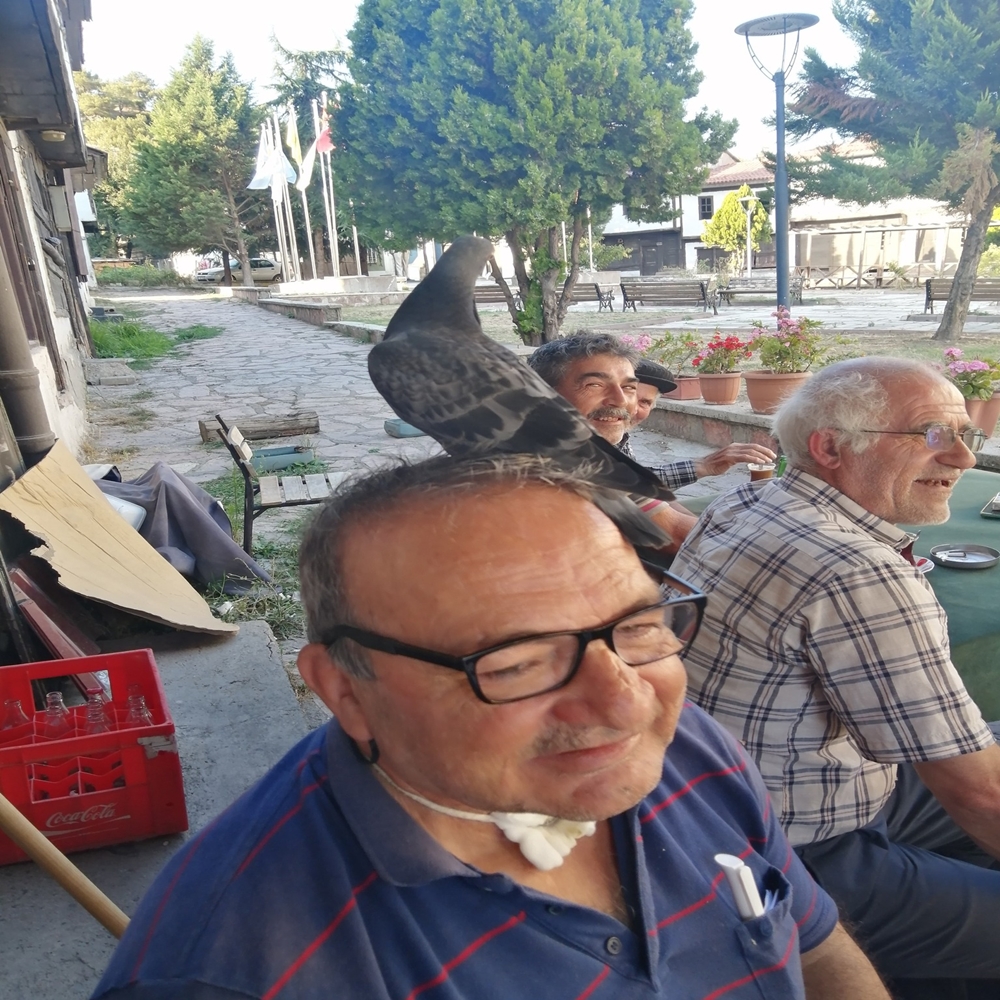 Hanönü Talih Kuşu (2)