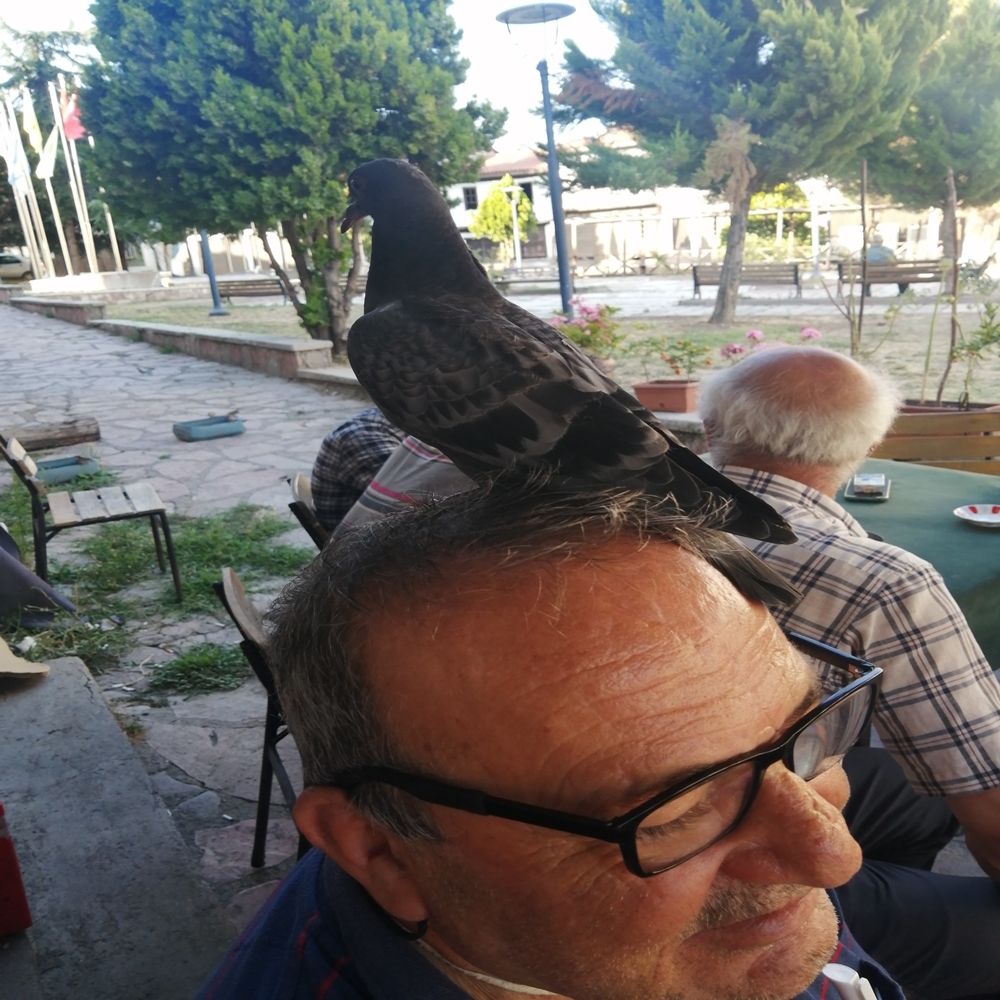 Hanönü Talih Kuşu (3)