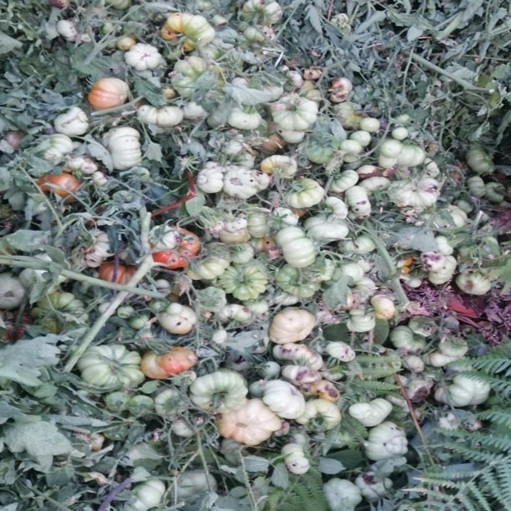 Inebolu Domates Tırtıl Istilası (4)