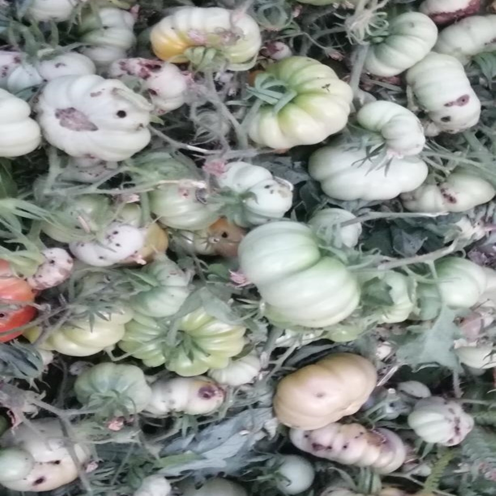 Inebolu Domates Tırtıl Istilası (5)