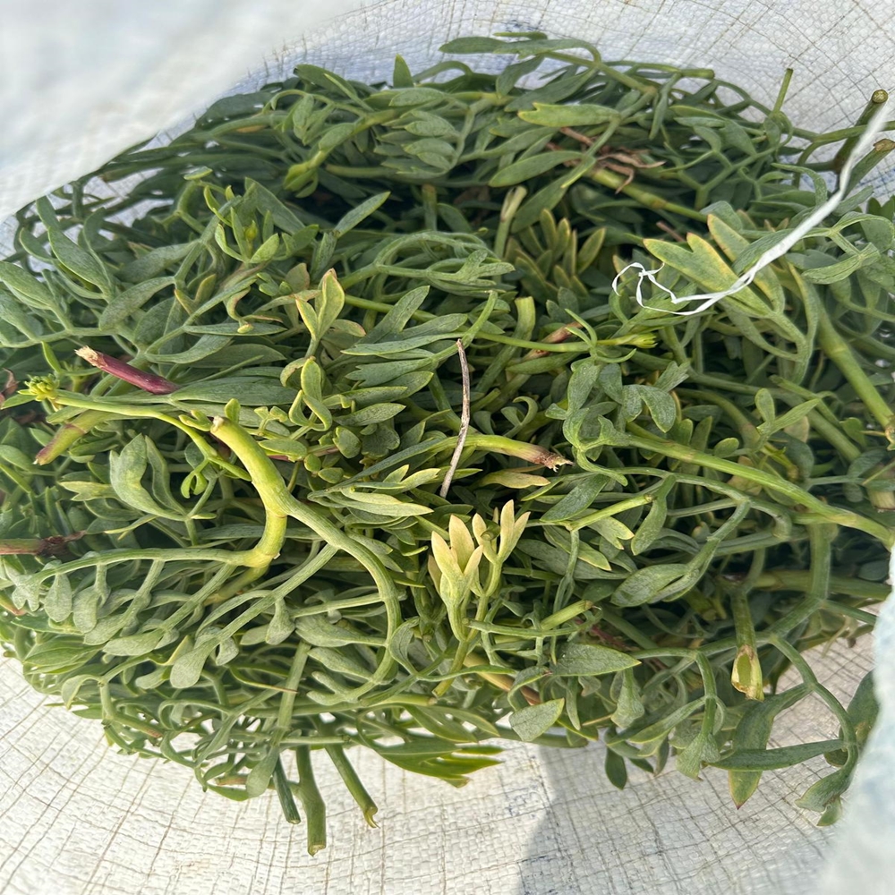 Kastamonu Ot Abana (1)