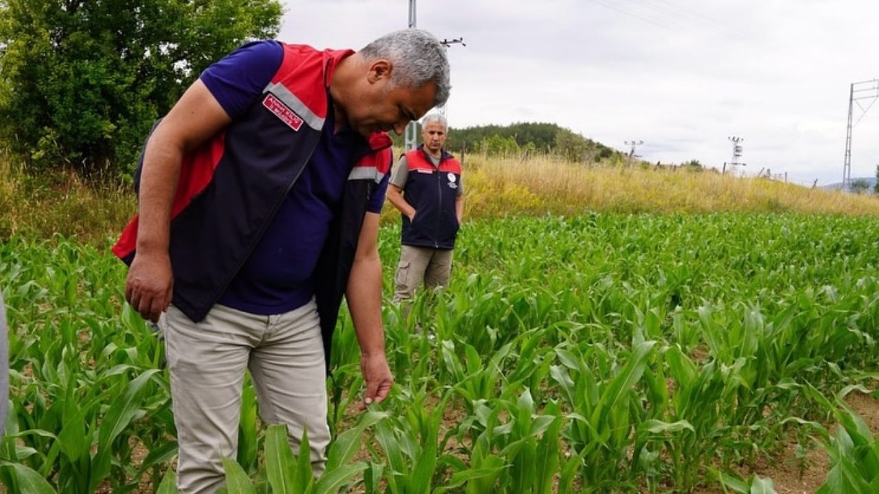 Kastamonu Tarım İl Müdürlüğü, Yem Bitkileri Arazilerini İnceledi (1)