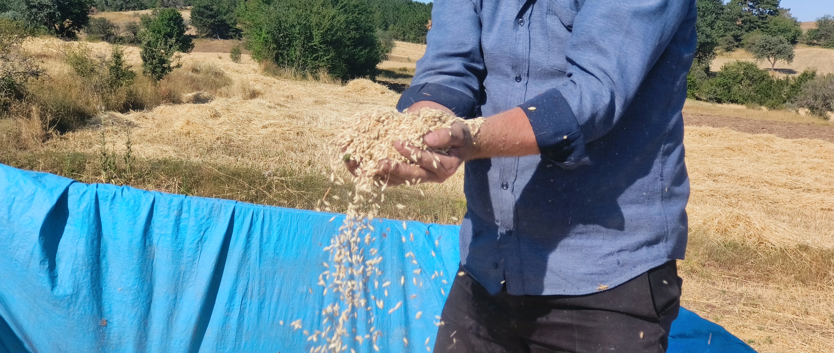 Kastamonu'da 12 Bin Dekar Alana Ekildi 'Hitit Buğdayı' Hasadı Başladı! 4
