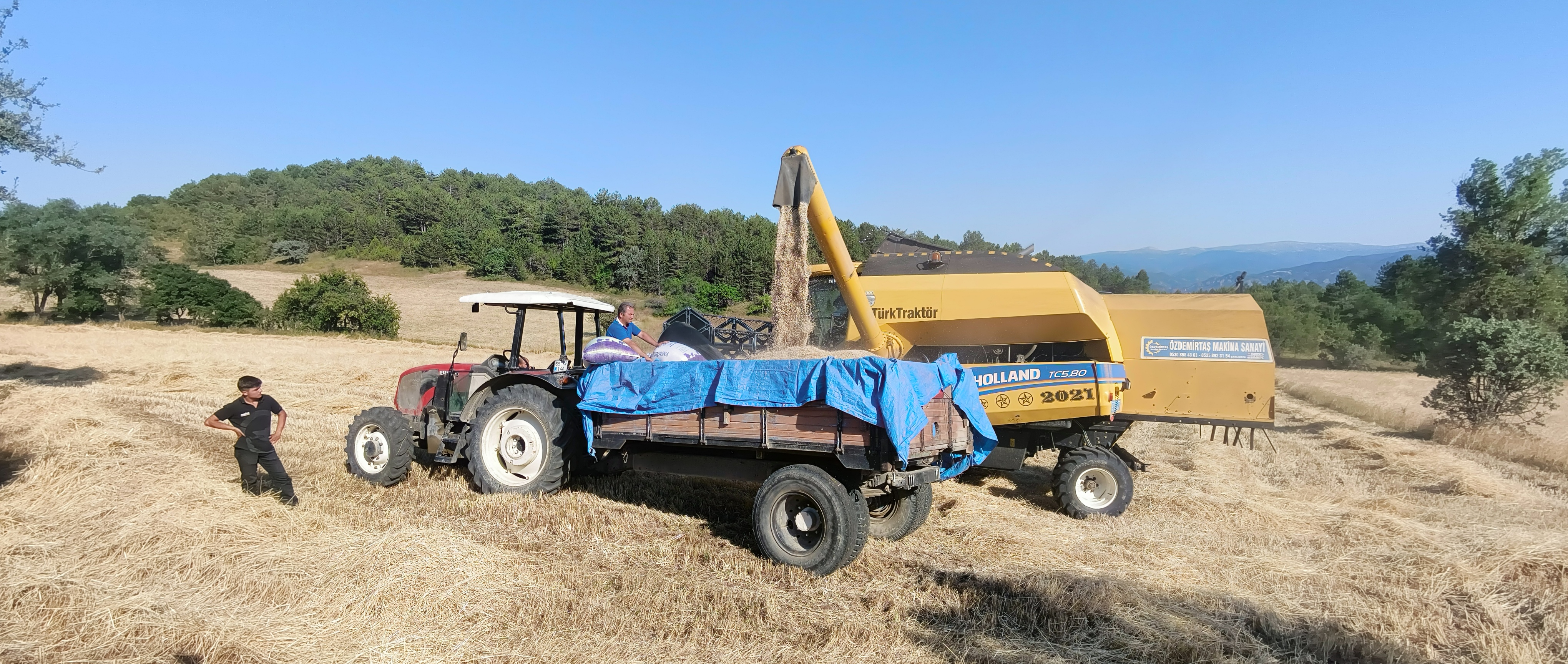 Kastamonu'da 12 Bin Dekar Alana Ekildi 'Hitit Buğdayı' Hasadı Başladı! 6