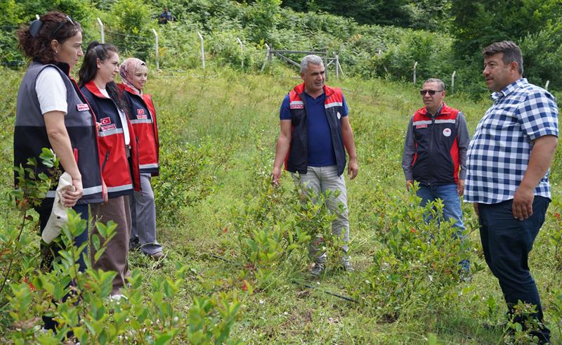 Kastamonu'da Bu Meyveye Ilgi Artıyor Üretim Alanı 224 Dekara Ulaştı 45