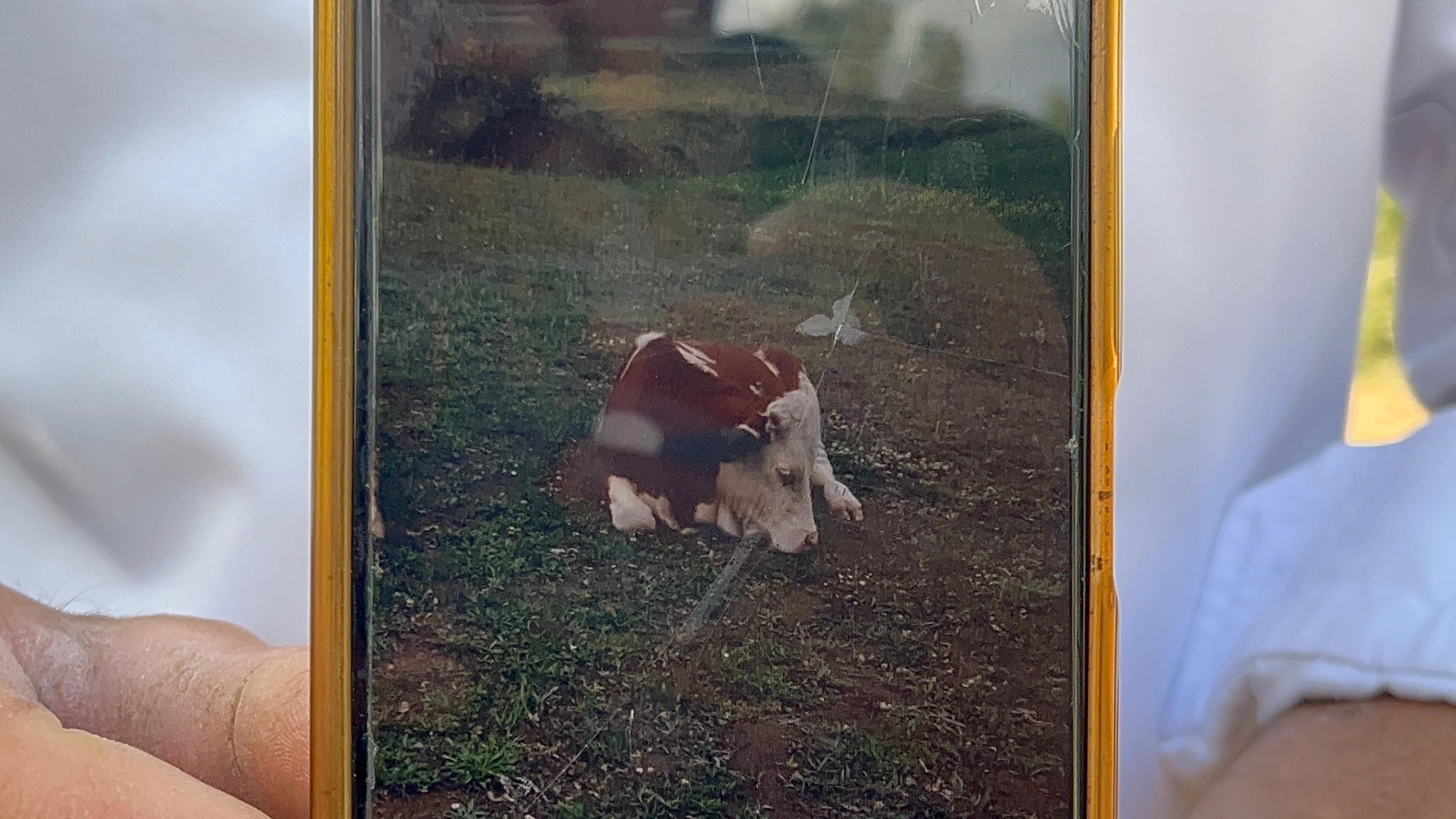 Kastamonu'da Hayvanları Sırra Kadem Bastı Dronla Arama Başlatıldı! 5