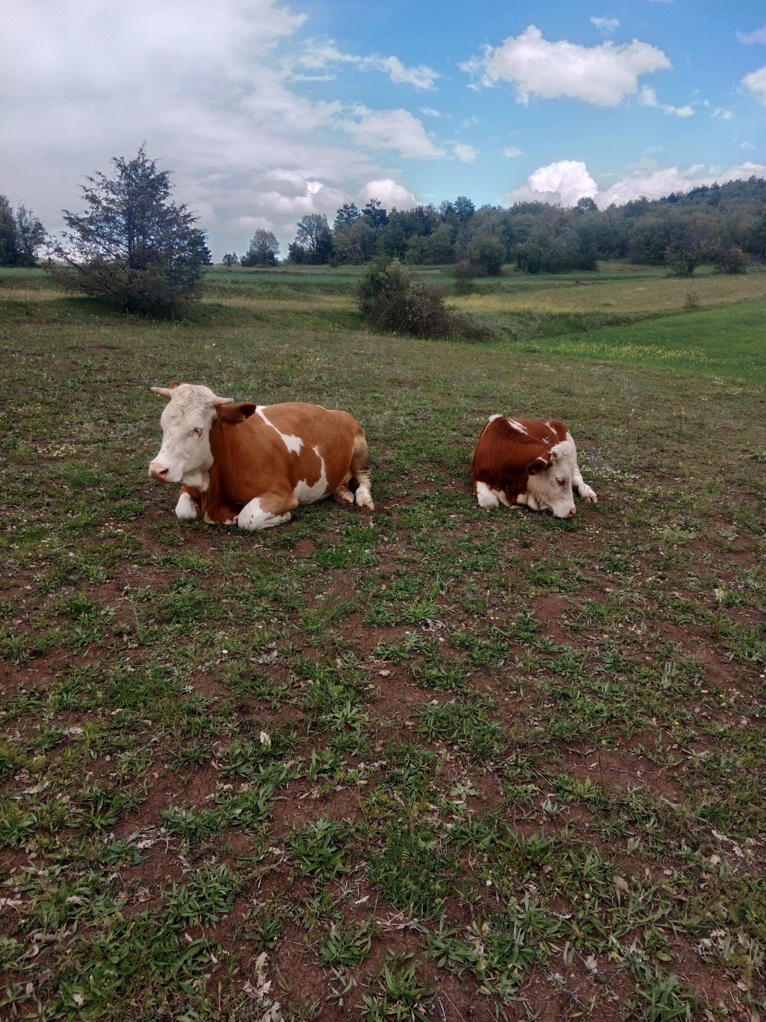 Kastamonu'da Hayvanları Sırra Kadem Bastı Dronla Arama Başlatıldı!