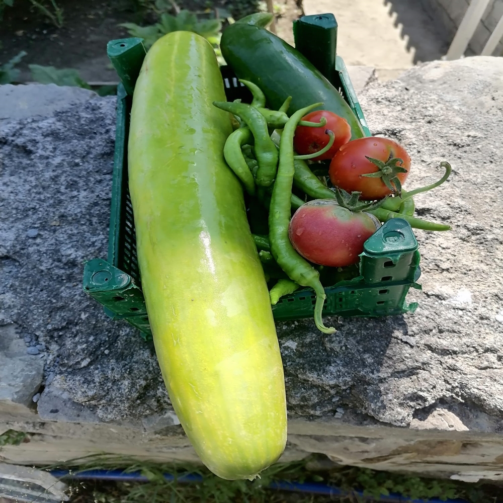Salatalık Inebolu (1)