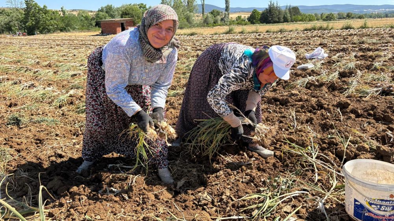 Taşköprü Sarımsağı Hasadı Başladı (2)-1