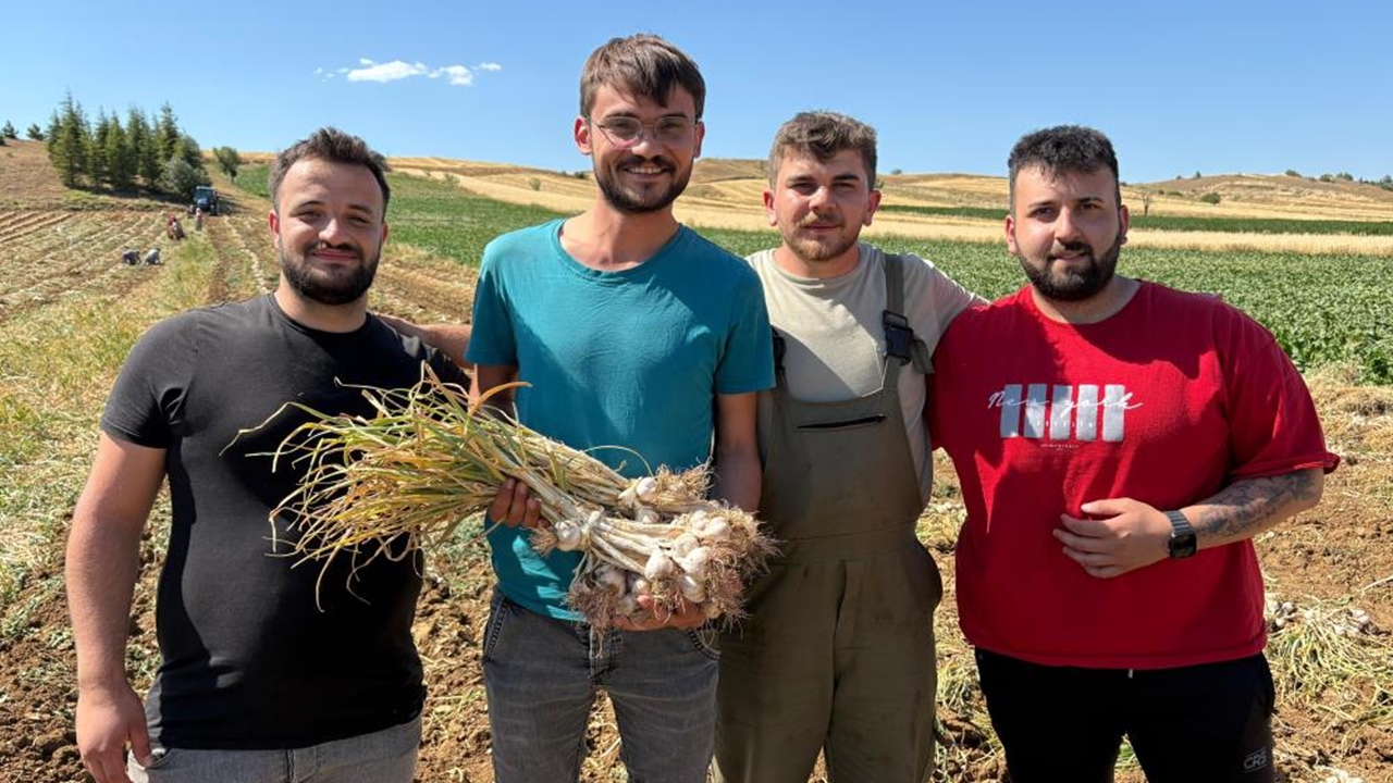Taşköprü Sarımsağı Hasadı Başladı (4)-1
