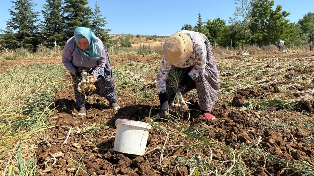 Taşköprü Sarımsağı Hasadı Başladı (5)-1