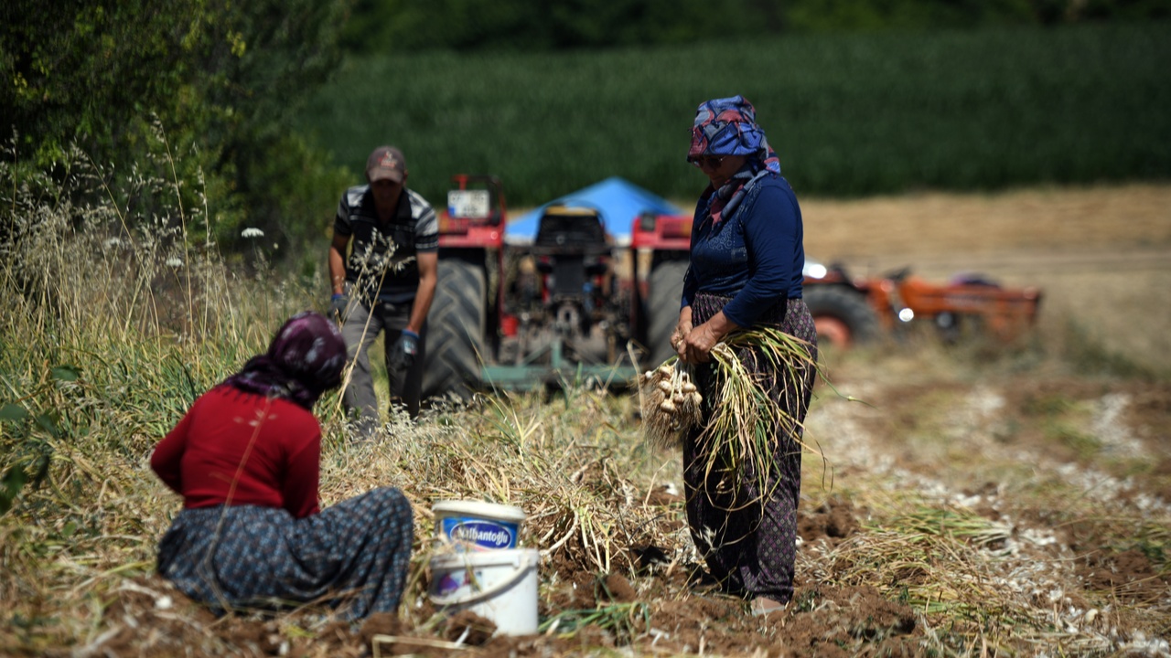Taşköprü Sarımsağı Hasat (3)