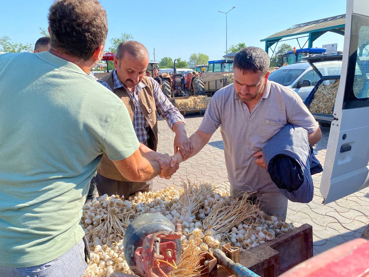 Taşköprü Sarımsağında Ilk Fiyatlar Belli Oldu 2